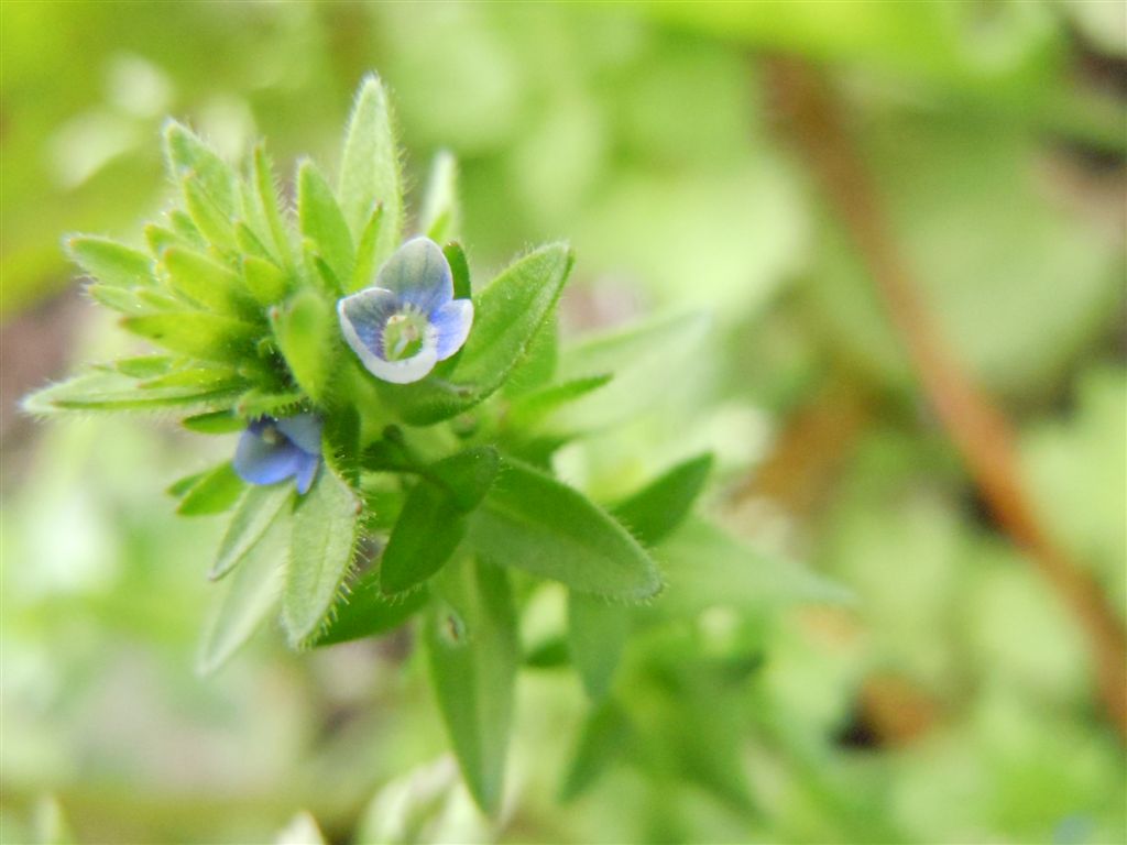 Veronica arvensis